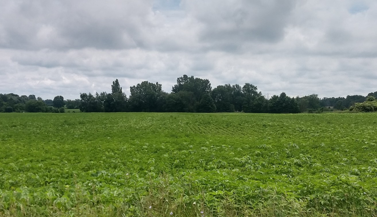 Soybean field
